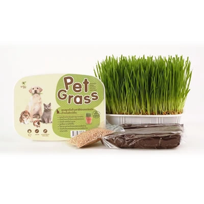 Green Pet - Pet Grass